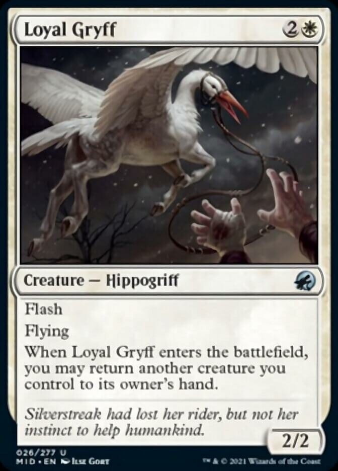 Loyal Gryff [Innistrad: Midnight Hunt] MTG Single Magic: The Gathering  | Multizone: Comics And Games