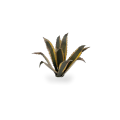 Gamers Grass Full Color Lasercut Plants Miniature Game Other Gamer Grass Agave  | Multizone: Comics And Games