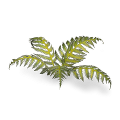 Gamers Grass Full Color Lasercut Plants Miniature Game Other Gamer Grass Braken  | Multizone: Comics And Games