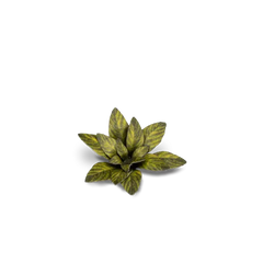 Gamers Grass Full Color Lasercut Plants Miniature Game Other Gamer Grass Dumb Cane  | Multizone: Comics And Games