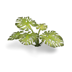 Gamers Grass Full Color Lasercut Plants Miniature Game Other Gamer Grass Monstera  | Multizone: Comics And Games