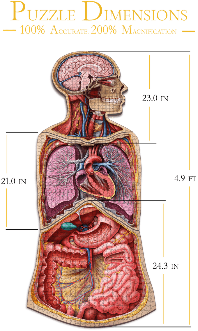 Dr. Livingston's Anatomy Jigsaw Puzzle Puzzle Multizone: Comics And Games III : The Human Abdomen  | Multizone: Comics And Games